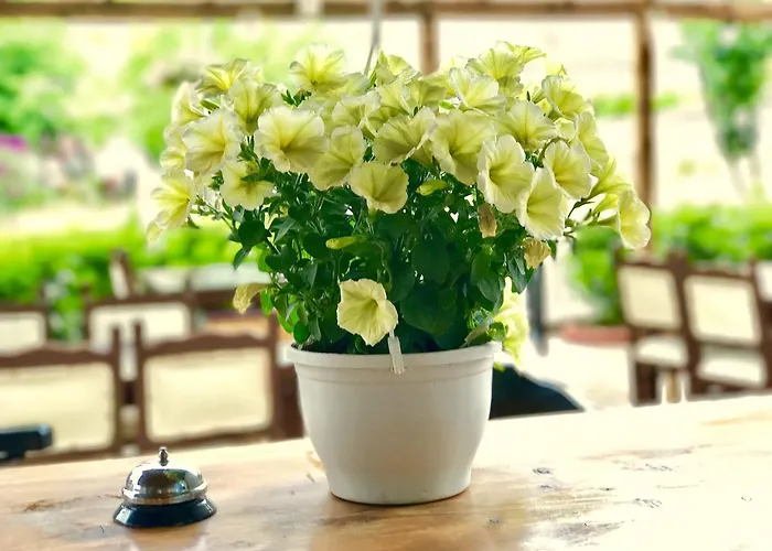 公寓式酒店 Nehir 费特希耶